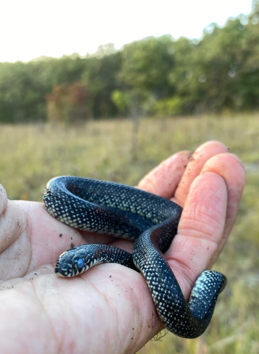 Speckled Kingsnake